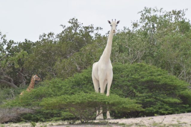 Bianche ed eleganti, il video delle rarissime giraffe con leucismo: cosa significa