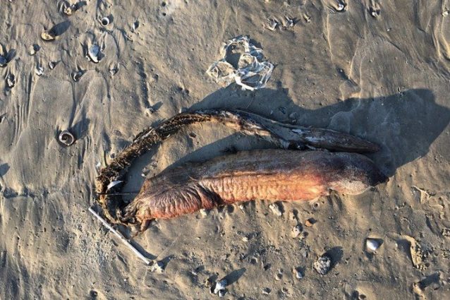 Denti aguzzi e senza occhi, la strana creatura trovata in spiaggia è un pesce: ecco quale