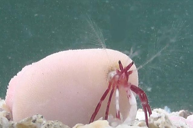 Paguro giapponese snobba le conchiglie e usa un corallo vivo come 'casa': è una nuova specie