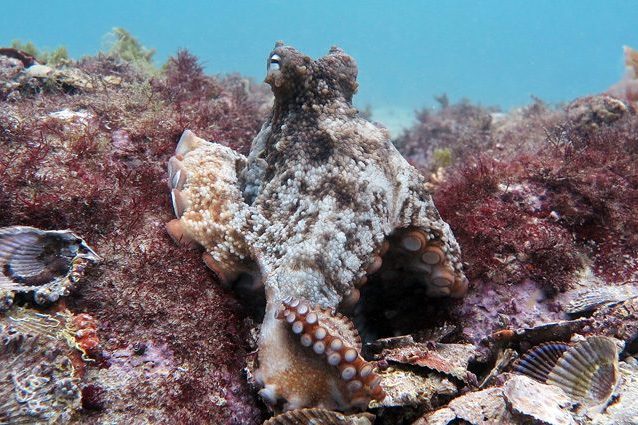 Octlantis, c'è una città segreta nell'oceano ed è piena di polpi: le immagini