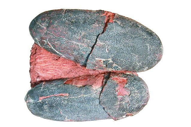 I dinosauri deponevano uova blu come gli uccelli moderni: la scoperta entusiasma gli studiosi