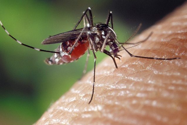 Le zanzare sono una minaccia globale: colonizzano nuove aree e uccidono milioni di persone
