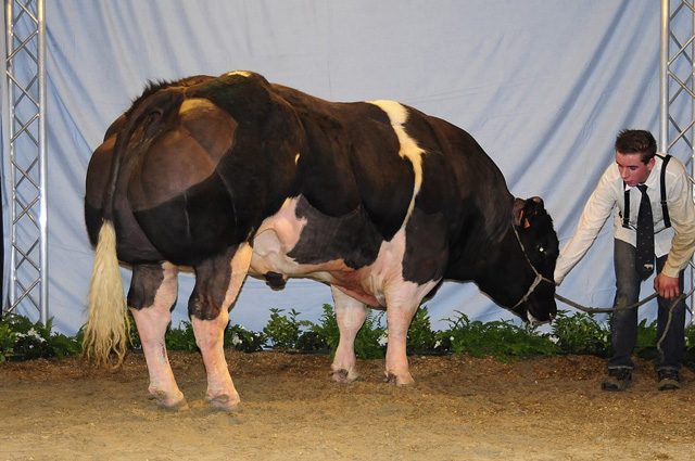 Toro Blu Belga Credit: agriflanders