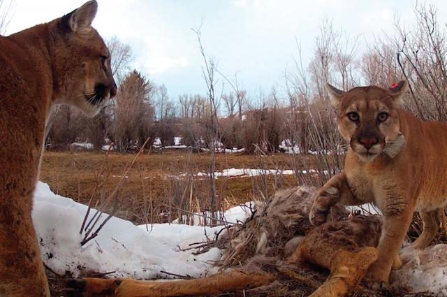 altro nome del puma altro nome del puma