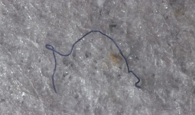 Una fibra di plastica trovata in un corstaceo della Fossa delle Marianne: credit Newcastle University