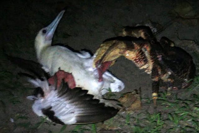 Credit: Coconut Crab Conservation