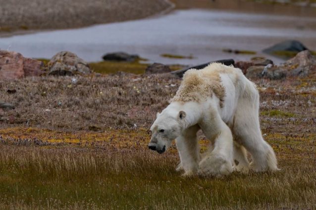 Credit: Paul Nicklen