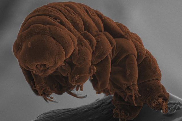 I cambiamenti climatici uccidono anche i tardigradi, gli animali più resistenti della Terra