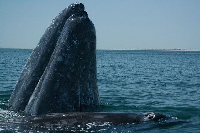Come Si Chiamano I Denti Della Balena