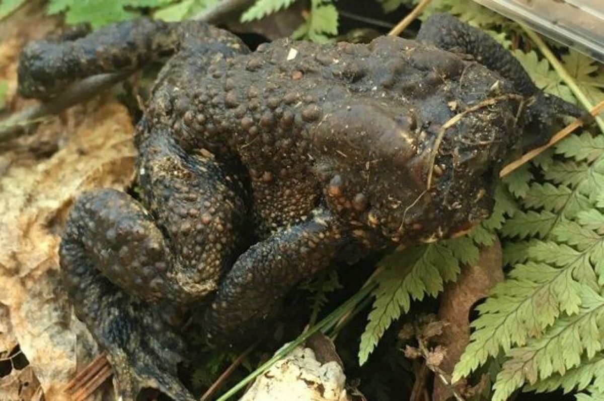 Rospo senza faccia si aggira in una foresta americana il video shock dell'anfibio