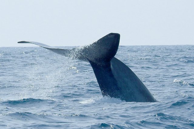Balenottera azzurra