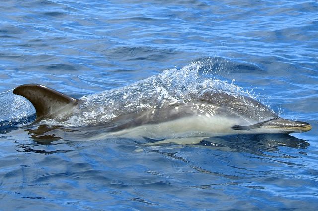Delfino comune