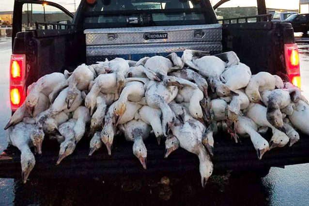 Credit: Jacob Berl/ Idaho Department of Fish and Game