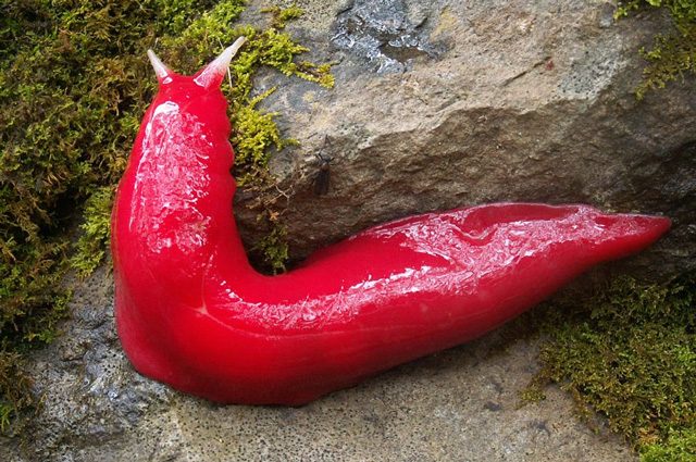 Lumache rosa giganti su un remoto monte australiano: chi sono le Triboniophorus ‘Kaputar’