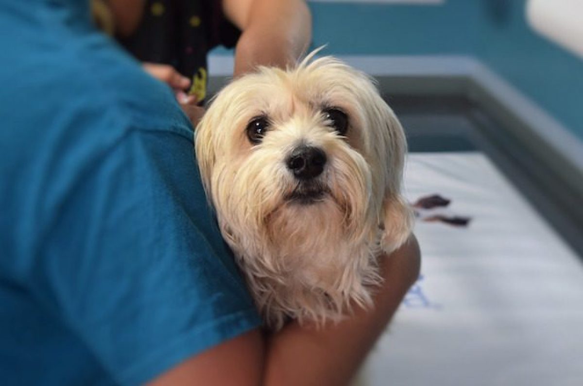 Cannabis Terapeutica Per Cani E Gatti Quando Si Utilizza E Quali