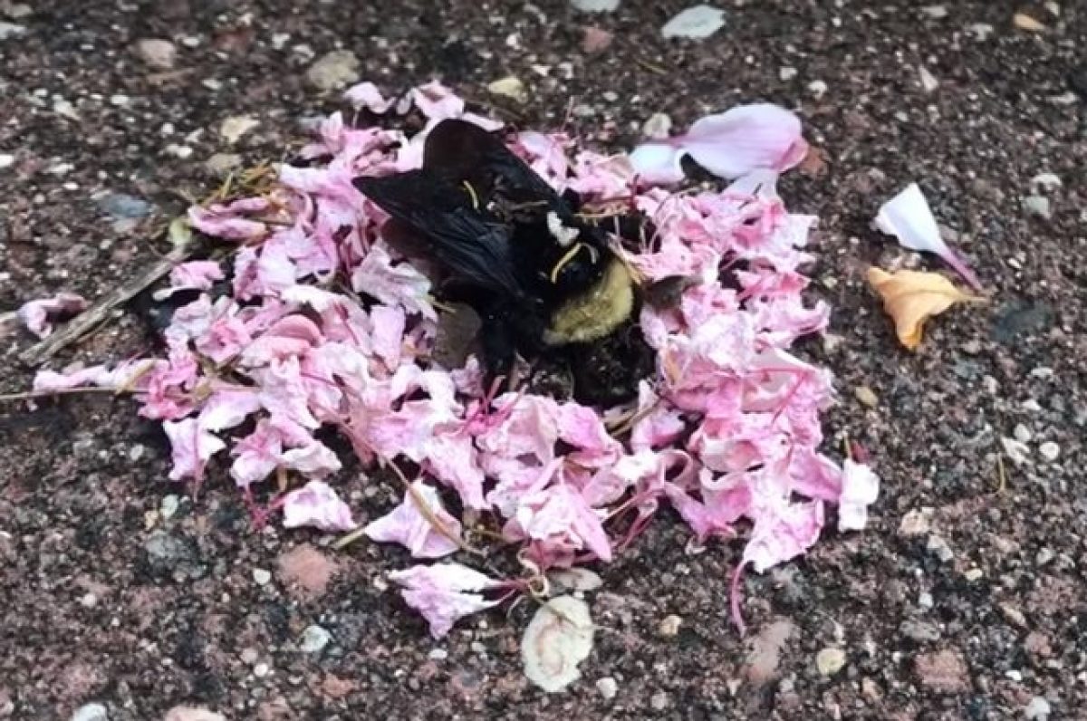 Le Formiche Organizzano Un Funerale Ad Un Bombo Cosa Si Nasconde Dietro A Questo Video