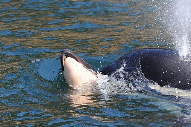 Foto di Center for Whale Research