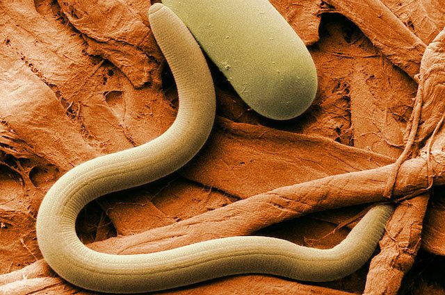 Due vermi congelati da 40 mila anni tornano a vivere e a mangiare: incredibile scoperta