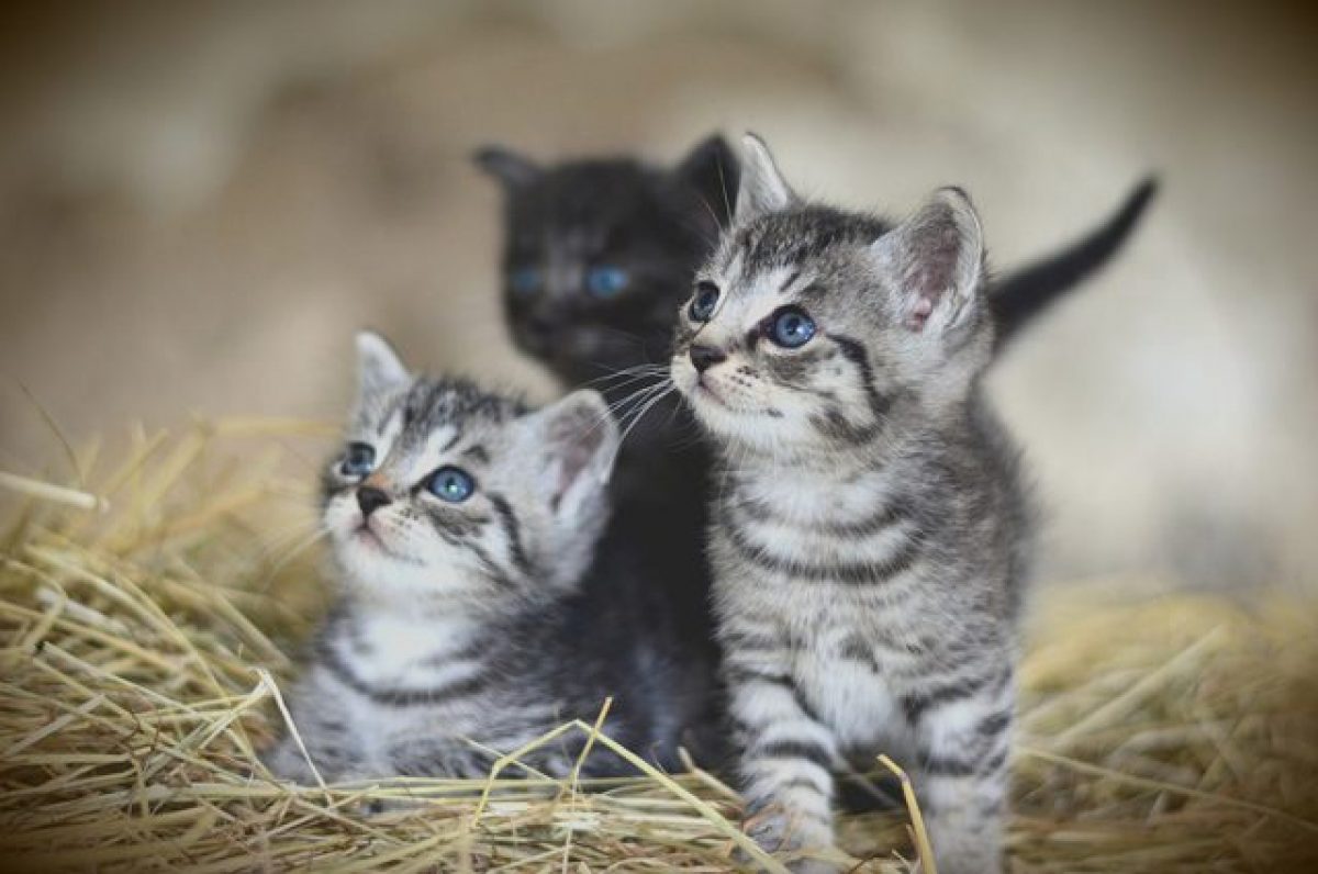 Gatti Vietati In Un Paese Della Nuova Zelanda Per Proteggere La