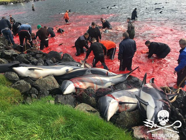 Credit: Sea Shepherd