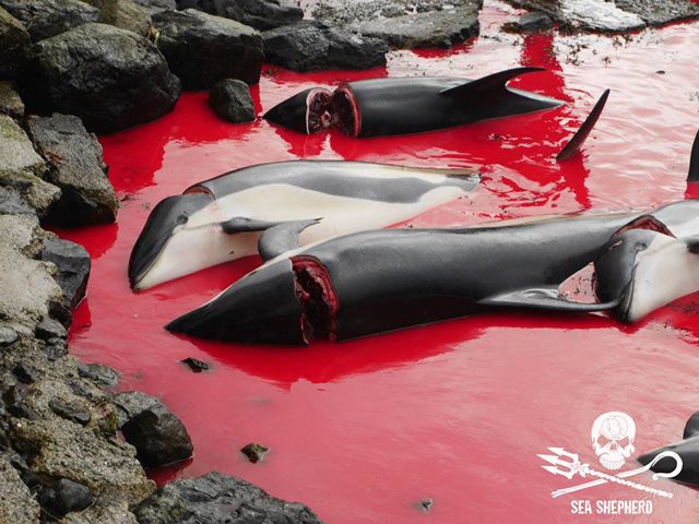 Credit: Sea Shepherd