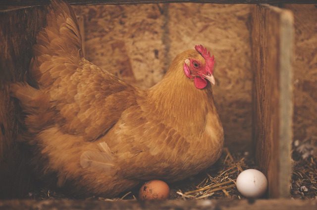 Meglio L'uovo Oggi O La Gallina Domani