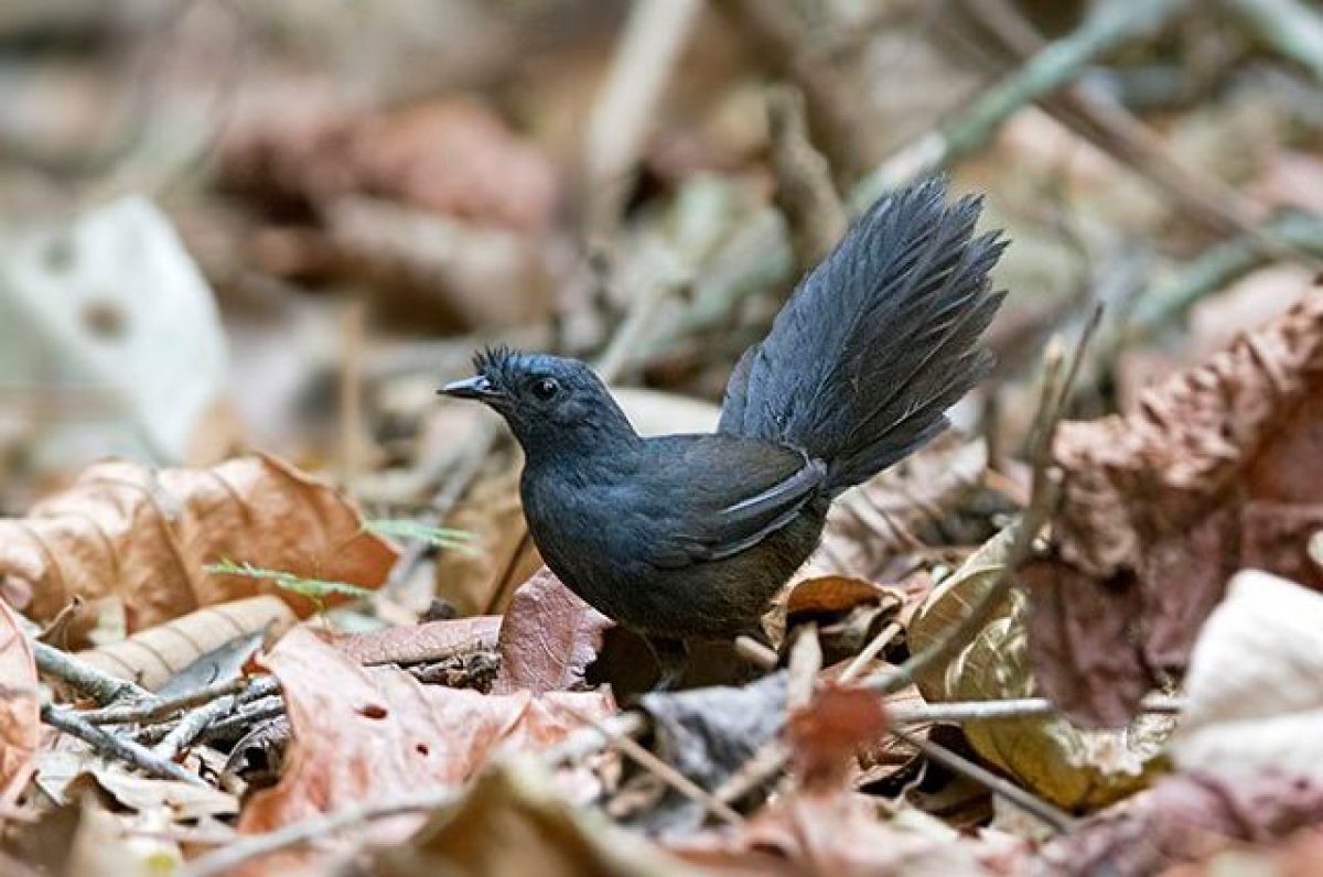 L'uccello più raro del mondo avvistato in Brasile scienziati sperano di salvare la specie L'uccello più raro del mondo avvistato in Brasile scienziati sperano di salvare la specie