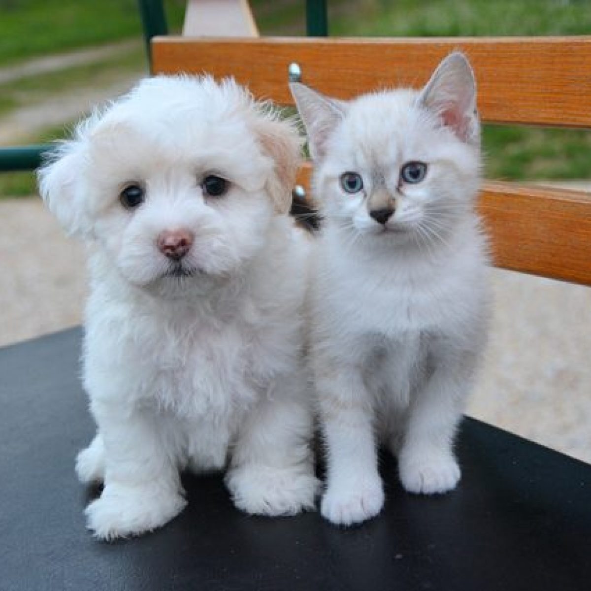 Stop A Vendita Di Cuccioli Di Cani E Gatti Nei Negozi Britannici