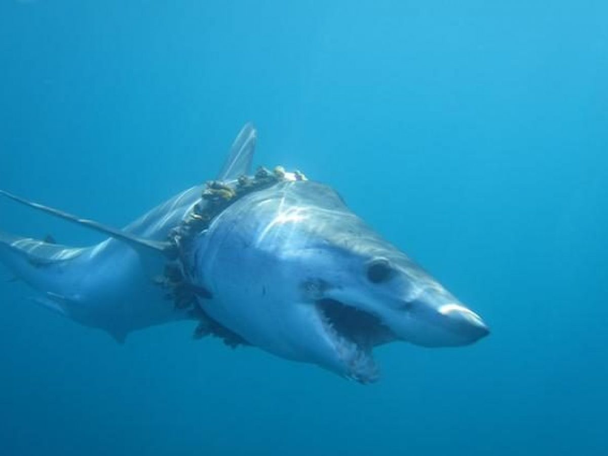 Sono migliaia gli squali intrappolati nella plastica, deformati e a rischio morte prematura Sono migliaia gli squali intrappolati nella plastica, deformati e a rischio morte prematura