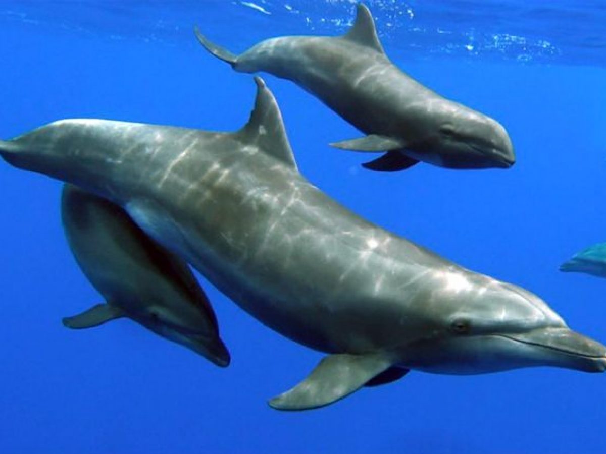 Cetaceo Con Un Lungo Dente Aguzzo