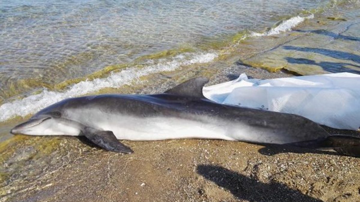 Uno dei tursiopi trovati morti in Toscana Credit: Arpatnews