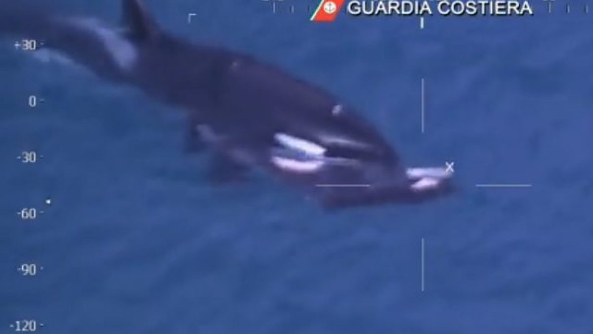 Mamma orca trascina il corpo del piccolo morto. Credit: Guardia Costiera