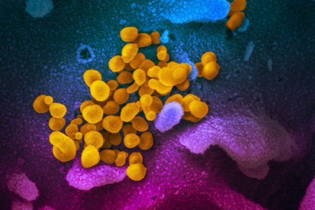 Il coronavirus minaccia la fertilità dei giovani maschi