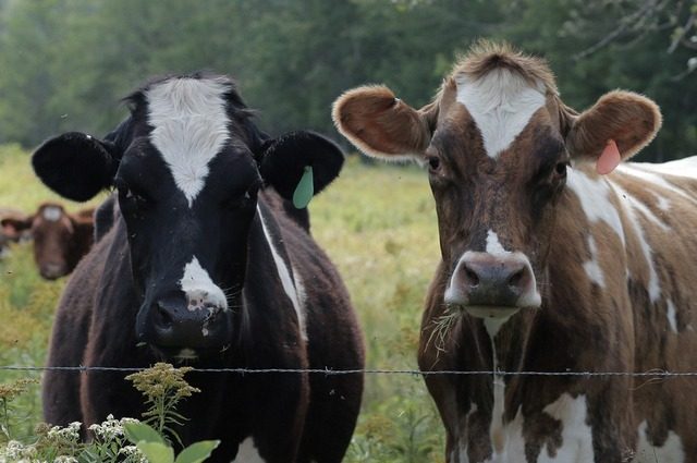 Anche le mucche possono imparare ad andare in bagno (ed è più