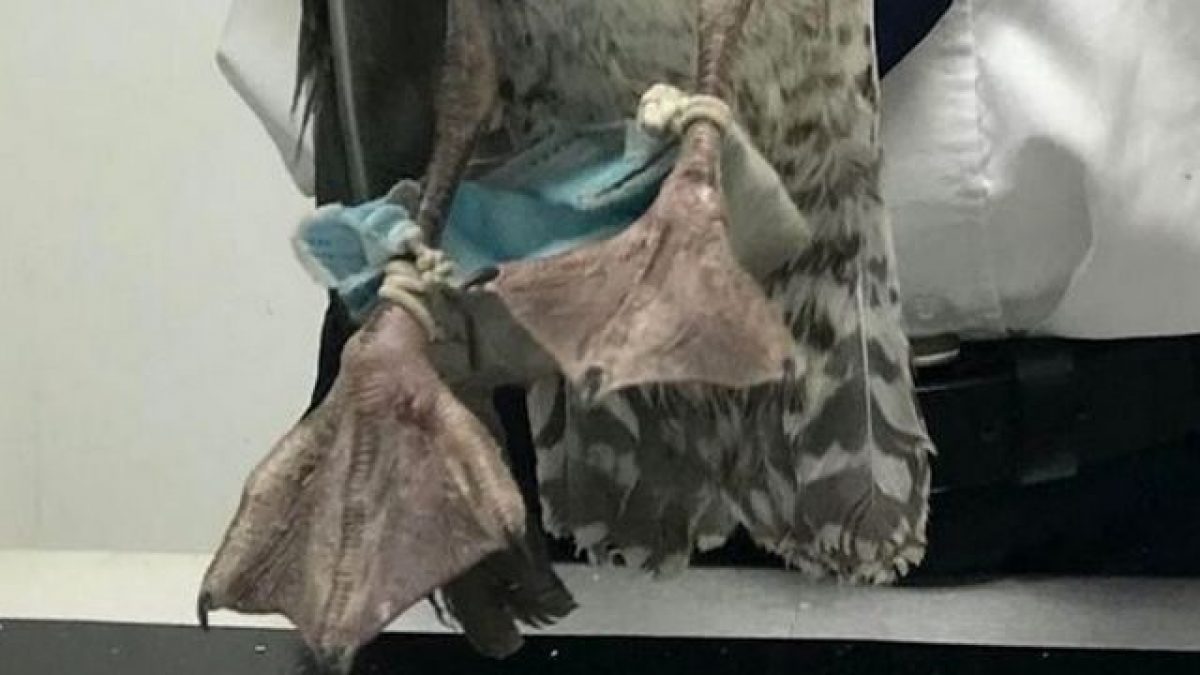 Un gabbiano con una mascherina chirurgica attorcigliata attorno alle zampe. Credit: RSPCA