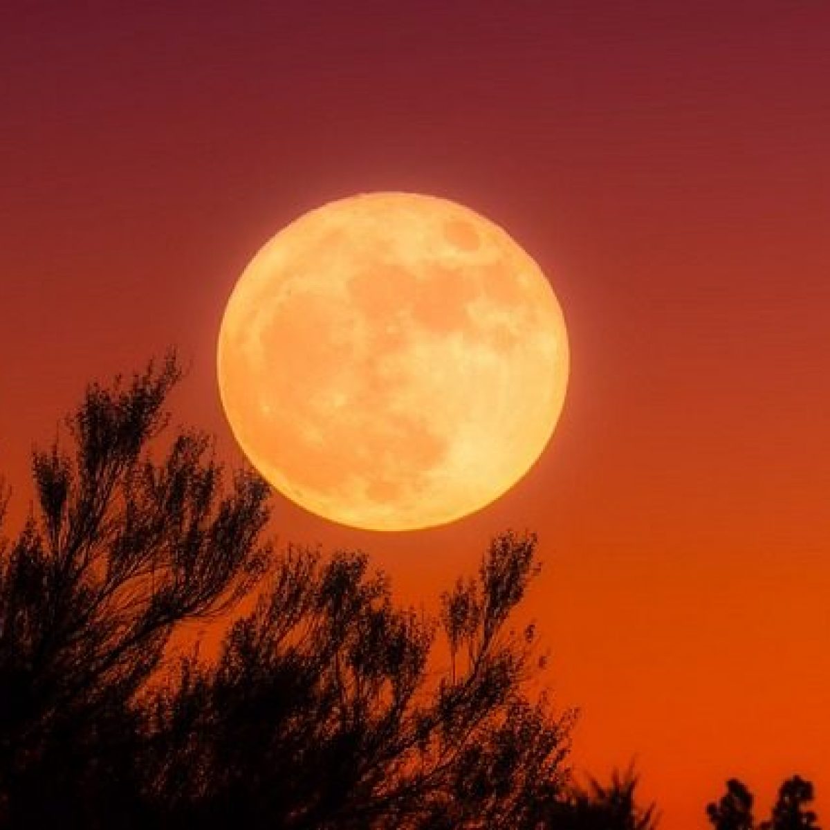 La Luna Piena Del Mais Brilla Nel Cielo Di Settembre Quando Vederla Publicat pe martie 10, 2014 de peterlengyel. la luna piena del mais brilla nel cielo