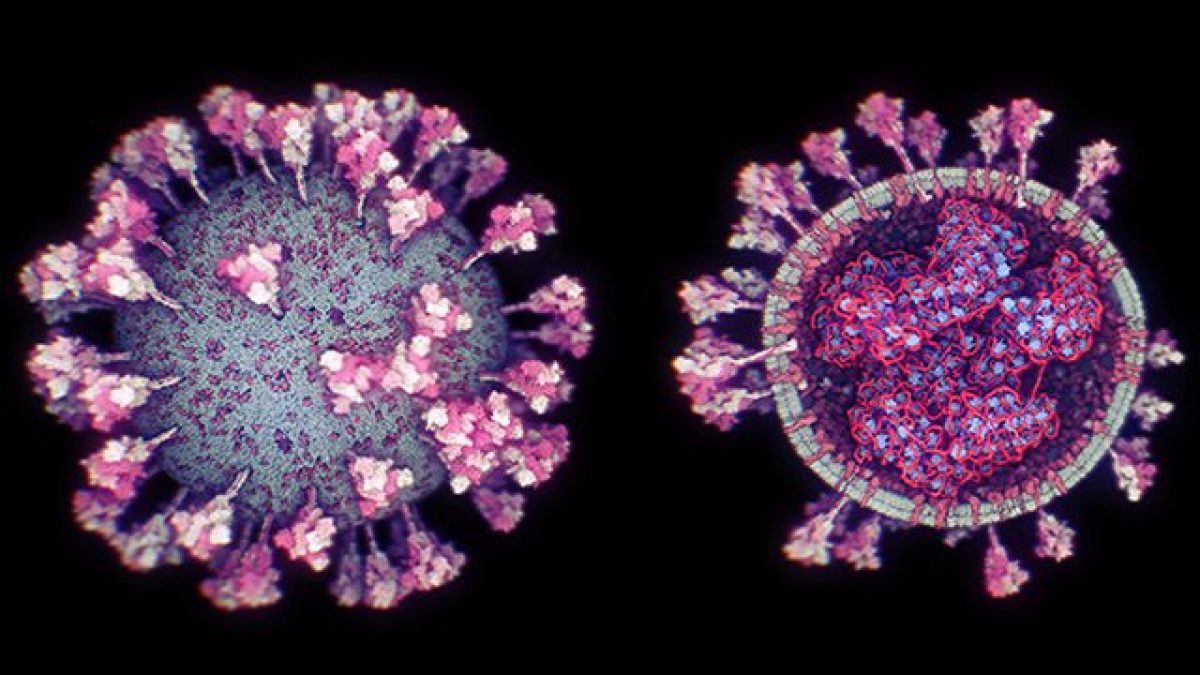 Rendering del coronavirus / KAUST Ivan Viola