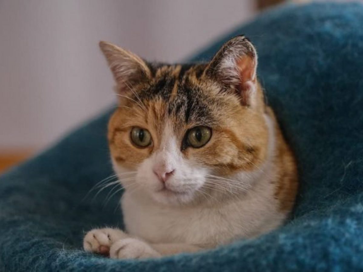 Quando Un Gatto Sceglie La Tua Casa