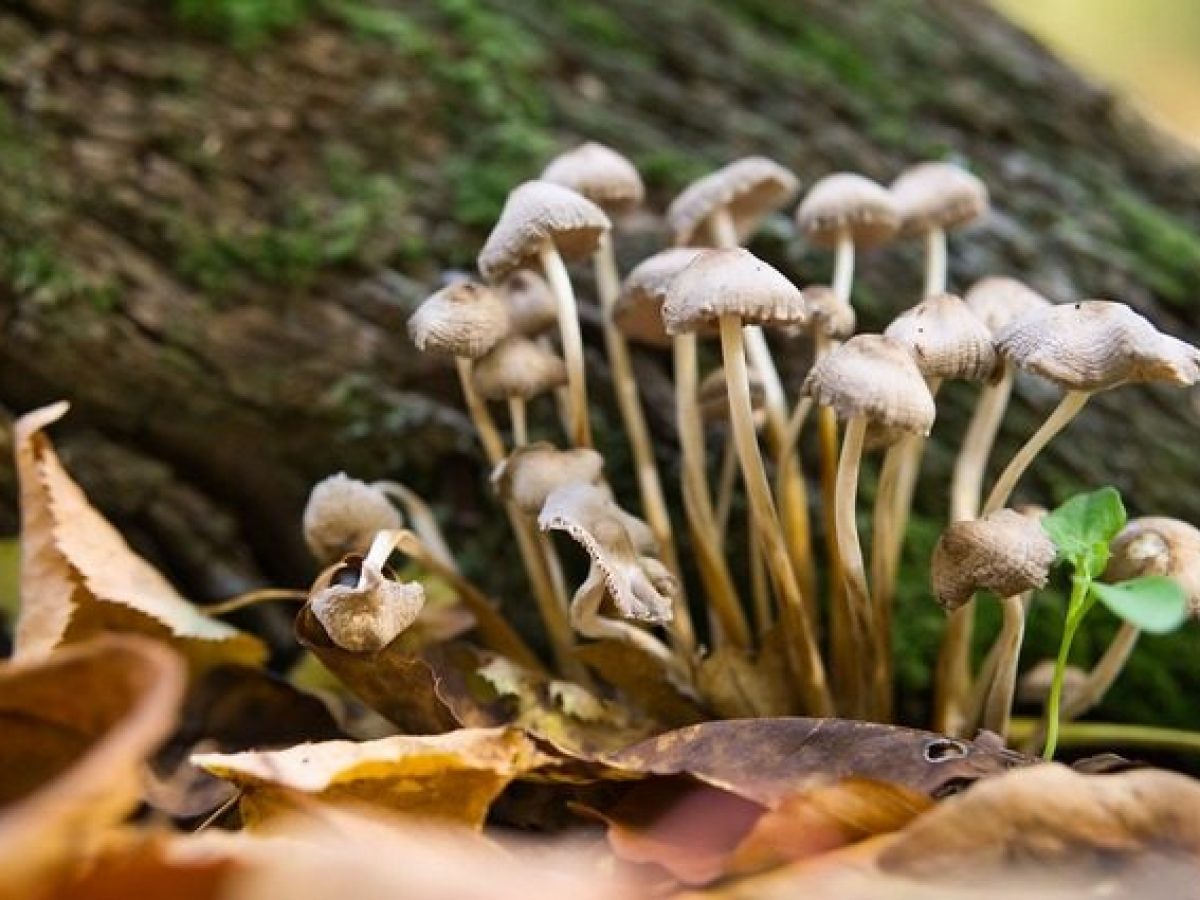 I funghetti allucinogeni funzionano come antidepressivi, secondo la scienza
