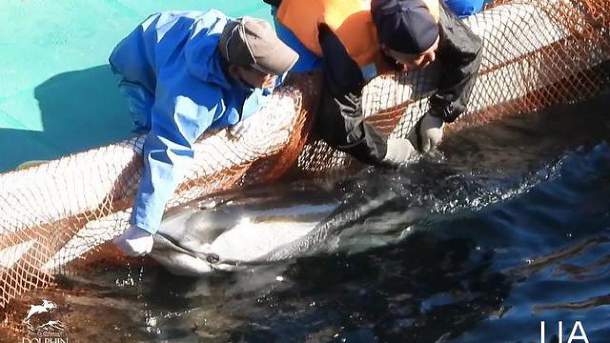 Un delfino catturato nella baia di Taiji. Credit: Dolphin Project/LIA/Facebook