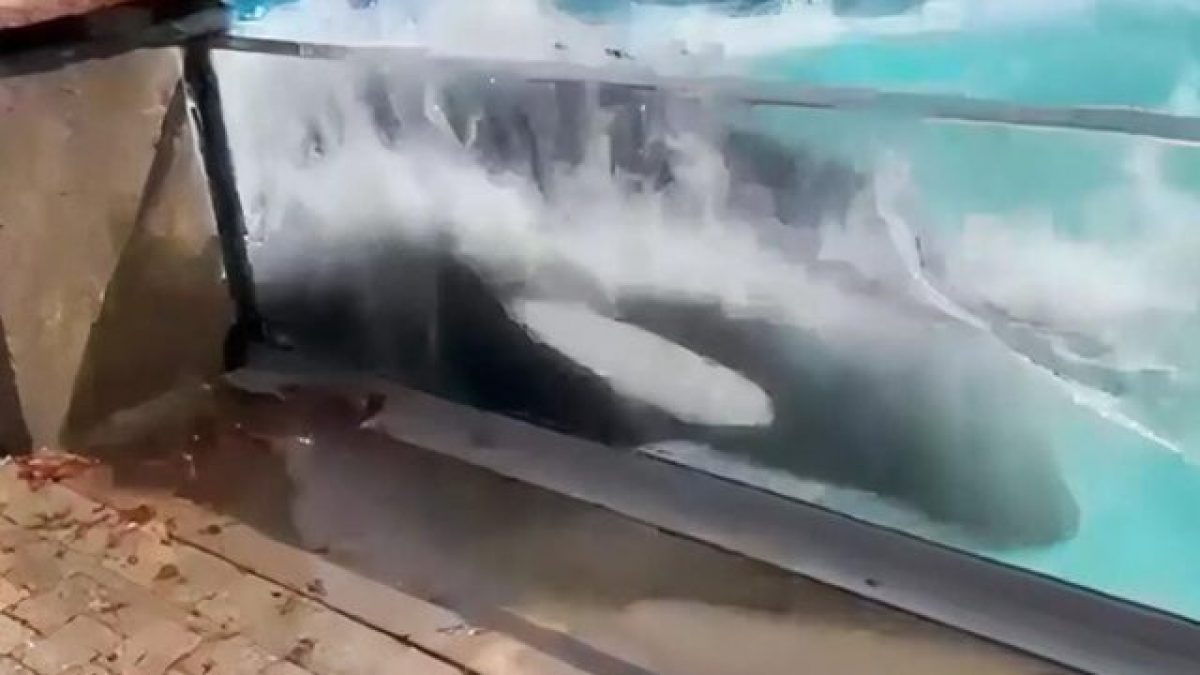 L’orca Kiska sbatte la testa contro la vasca. Credit: Phil Demers