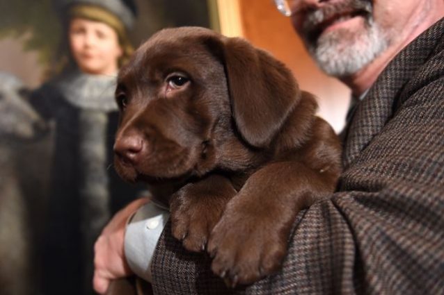 cane-clonazione-morto