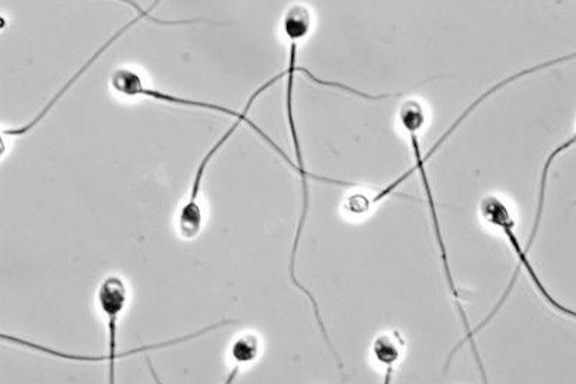 spermatozoi smartphone fertilità