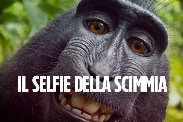 Il "selfie della scimmia" è del fotografo David Slater: conclusa la battaglia legale